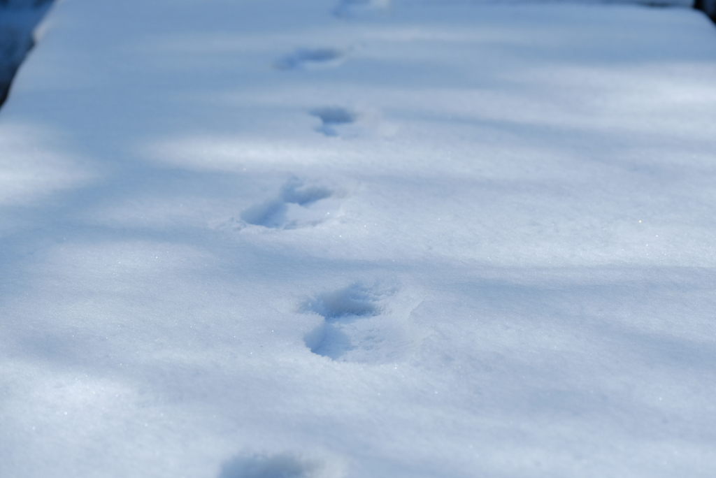 あしあと一番乗り！