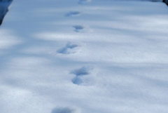 あしあと一番乗り！