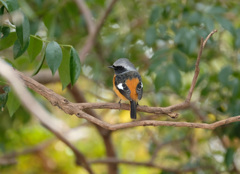 ジョウビタキ♂