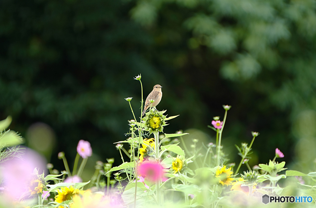 花畑で