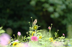 花畑で