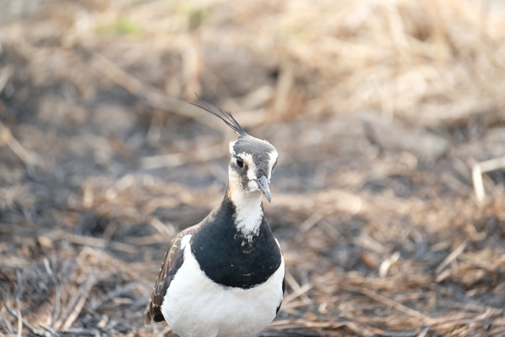 ポートレート♪