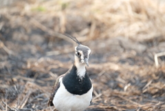 ポートレート♪