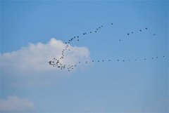 編隊飛行