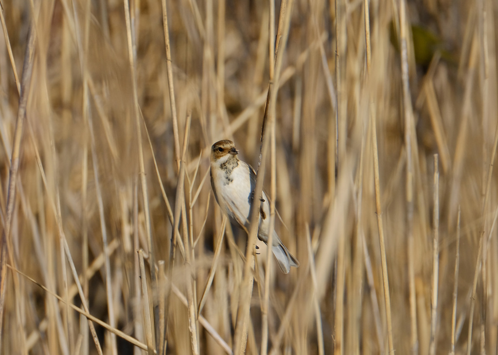 思いがけずの♪
