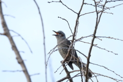 ぴ－！ぴ－！ぴ－！