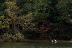 紅葉