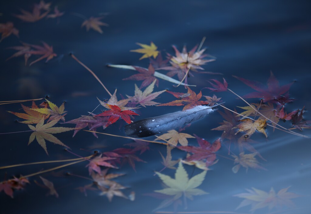 おとしもの