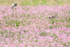 レンゲ畑でつかまえて