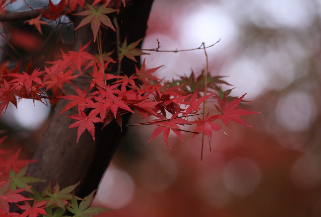 紅葉かんざし