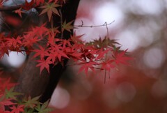 紅葉かんざし