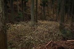 ミツマタの森へ