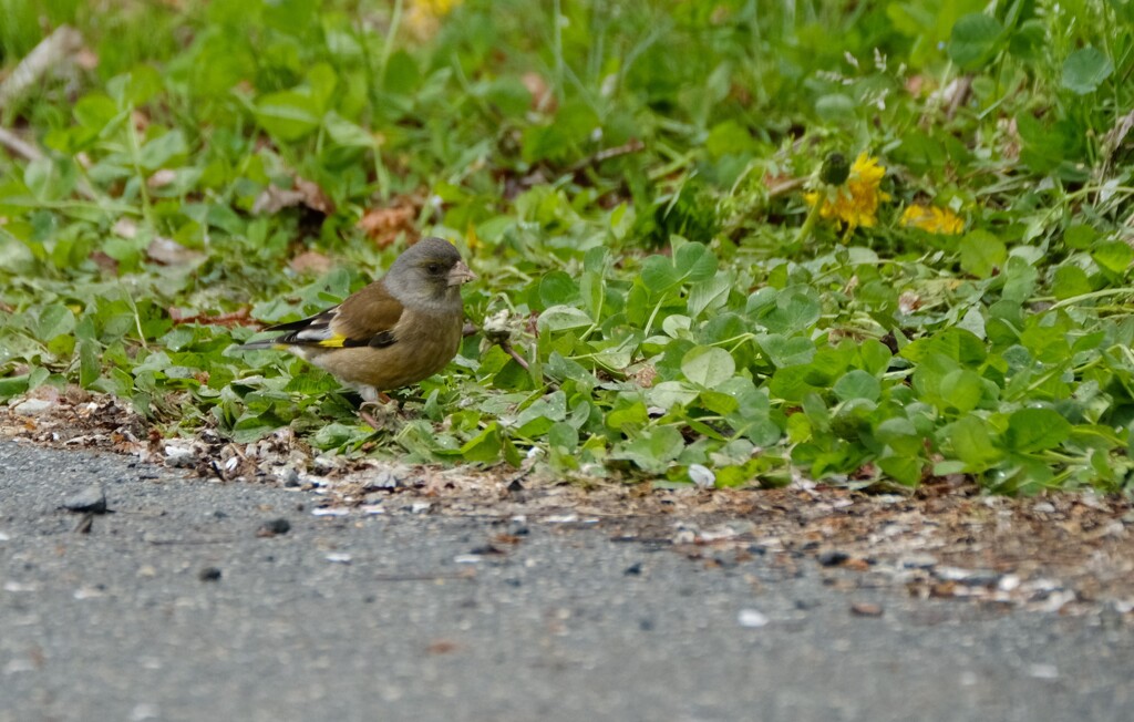 お食事カワラヒワ