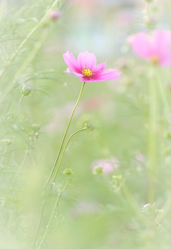 やっと咲き出したよ♪