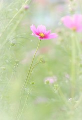 やっと咲き出したよ♪