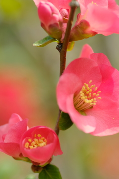ボケの花