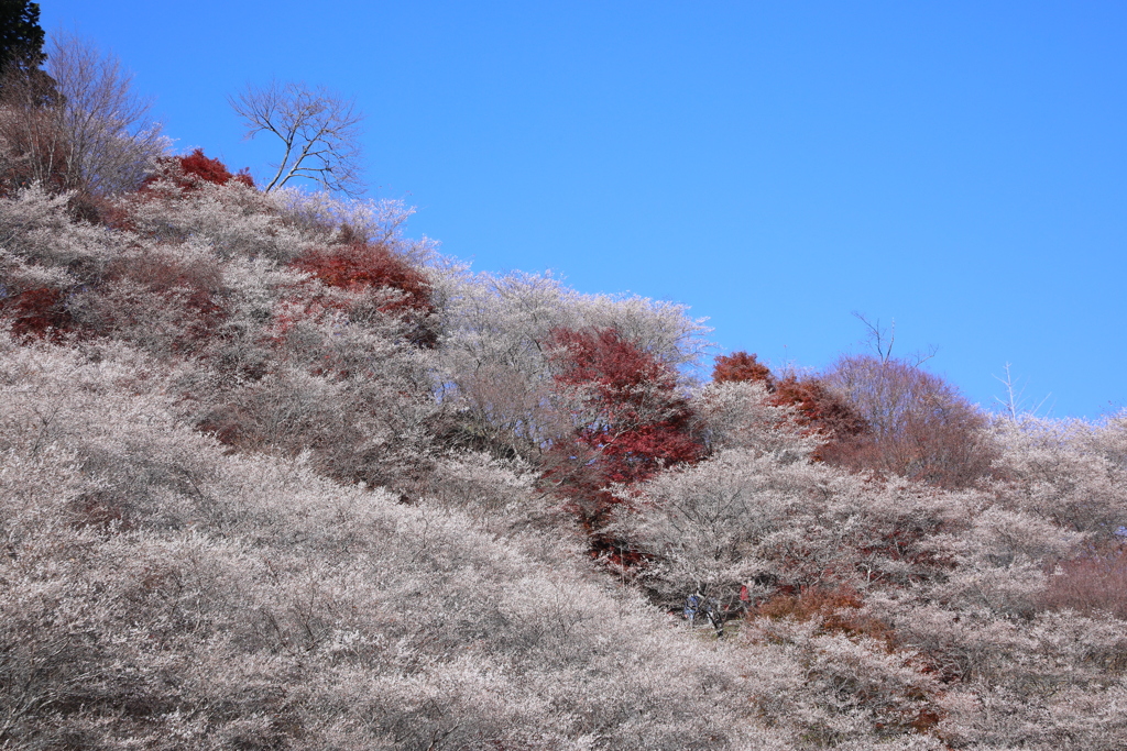 川見四季桜