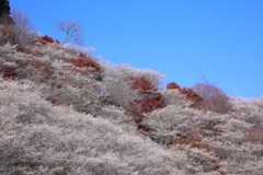 川見四季桜