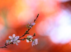 四季桜