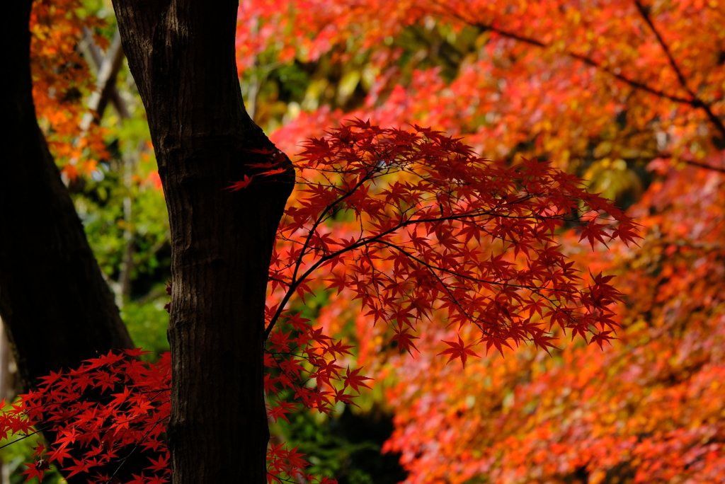 紅葉