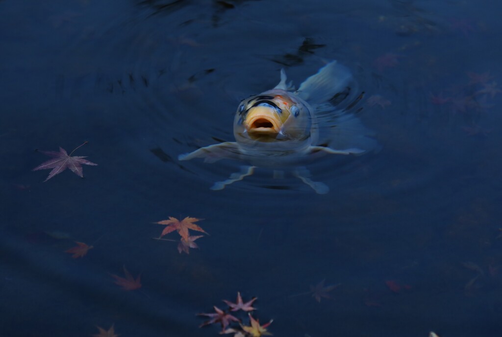 koi
