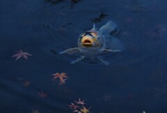 koi