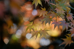 Autumn color