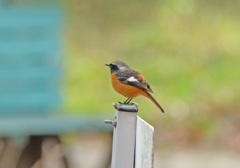 ジョウビタキ♂