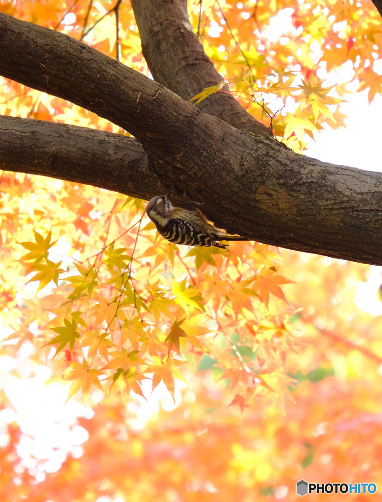 autumn