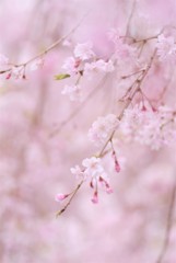 風に吹かれて