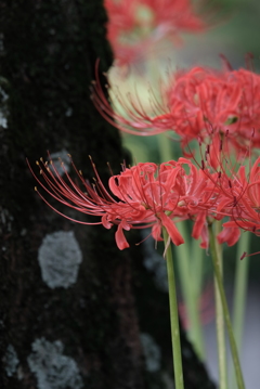 曼殊沙華