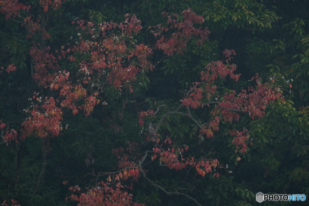 ナンキンハゼの紅葉