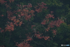 ナンキンハゼの紅葉
