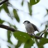 little little bird