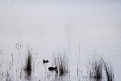 オオバンのいる池