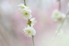 しだれ白梅