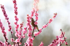 ひげ付きカワラヒワさん
