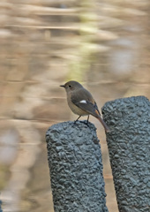 ジョウビタキ♀