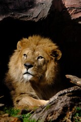 KING