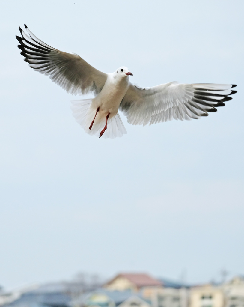 かもめが翔んだ日