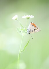 ヒメジョオンと