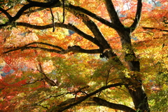紅葉
