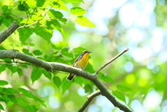 sing a song♪