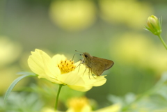 おやゆびセセリ