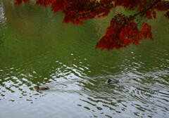 紅葉狩り
