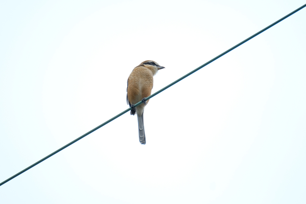 百舌鳥