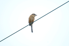 百舌鳥