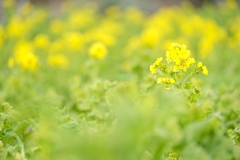 菜の花