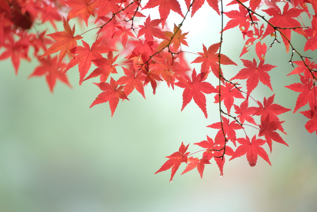 雨の紅葉