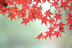 雨の紅葉